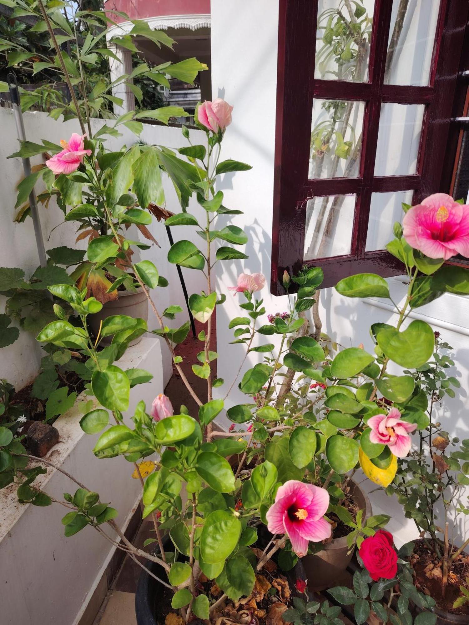 Beza Homestay Kochi Kültér fotó